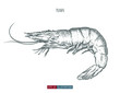 Hand drawn prawn isolated. Engraved style vector illustration. Template for your design works.