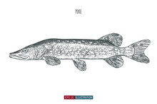 Hand Drawn Spotted Pike Fish Isolated. Engraved Style Vector Illustration. Template For Your Design Works.