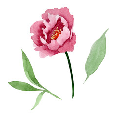 Wall Mural - Dark red peony floral botanical flowers. Watercolor background illustration set. Isolated peony illustration element.