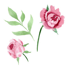 Wall Mural - Dark red peony floral botanical flowers. Watercolor background illustration set. Isolated peony illustration element.