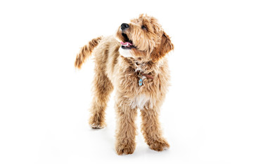 Golden Labradoodle dog isolated on white background