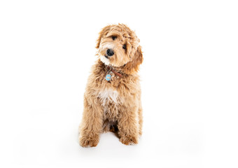 Golden Labradoodle dog isolated on white background