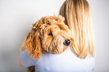 Wall Mural - woman with his Golden Labradoodle dog isolated on white background