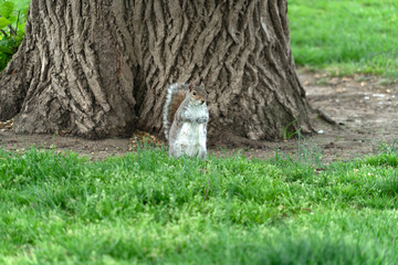 Wall Mural - Squirrel looking at you in Washington