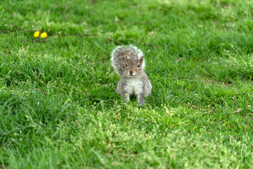 Wall Mural - Squirrel looking at you in Washington