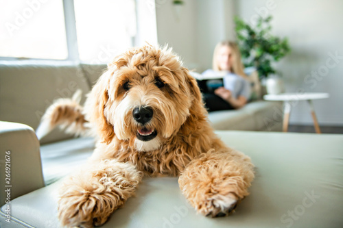woman with his Golden Labradoodle dog reading at home Wallpaper Mural