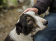 © Photography by Adri - An old, senior dog at Border Collie rescue, who was adopted after being photographed, being pet by his foster parent.