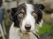 © Photography by Adri - An old, senior dog at Border Collie rescue who was adopted after being photographed