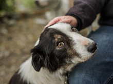 An Old, Senior Dog At Border Collie Rescue, Who Was Adopted After Being Photographed, Being Pet By His Foster Parent.