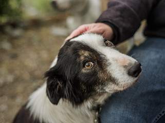 an old, senior dog at border collie rescue, who was adopted after being photographed, being pet by h