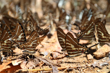 Group of butterflies puddling on the ground at Ban Krang Camp, Kaeng Krachan National Park at Thailand