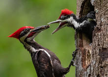 Red Headed Birds Free Stock Photo Public Domain Pictures red-headed-birds-free-stock-photo-public-domain-pictures