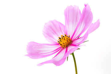 Cosmos flower isolated on white background. Summer floral background.