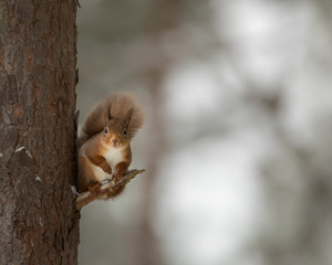 Wall Mural - red squirrel perched on a branch up a tree.