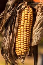 Withered Corn Cob. Dried Vegetables. Agricultural Farm. Corn Grains.