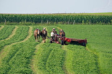 Sticker - Amish Farmer Cutting Hay with Team of Horses