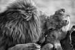 Lion male with a huge mane play with his cub on carcass in artistic conversion