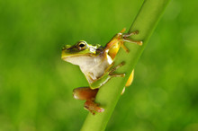 Green Tree Frog On Grass
