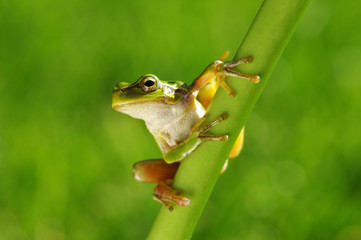 Wall Mural - Green tree frog on grass