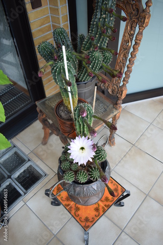 Blute Des Kaktus Konigin Der Nacht Buy This Stock Photo And