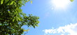 Banner und Hintergrund, Walnussbaum vor blauen Himmel mit Sonnenstrahlen