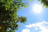 Fototapeta Las - Grüne Walnussblätter - blauer Himmel - Wolken und Sonnenschein