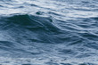© oceane2508 - Wavelet on Atlantic ocean in Brittany