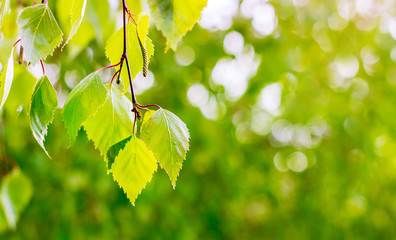 Wall Mural - Light green leaves birch  on blurry green background. Copy space_