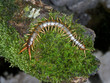 Scolopendra cingulata, also known as Megarian banded centipede and the Mediterranean banded centipede