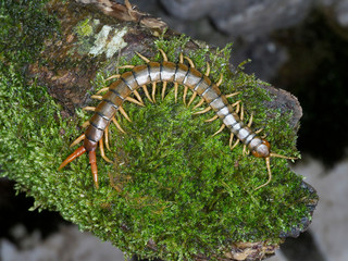 Sticker - Scolopendra cingulata, also known as Megarian banded centipede and the Mediterranean banded centipede