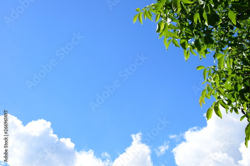 Walnussbaum Blätter vor blauen Himmel, weißen Wolken und Walnussbaum Blätter vor blauen Himmel, weißen Wolken und