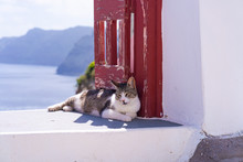 A Tabby Cat Relaxing On White Wall In Oia. Stray Cats In Santorini, Greece