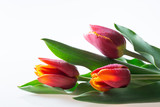 Fototapeta Kuchnia - Three red and yellow tulips with green leaves isolated on white background - text space, greeting card