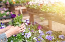 Woman Chooses Flower Pots At Garden Plant Nursery Store