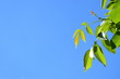 Grüne Walnussblätter - blauer Himmel - Wolken und Sonnenschein