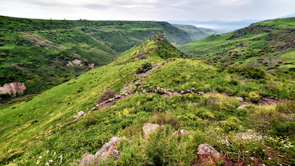 trees and flowers in the mountains in nature 7