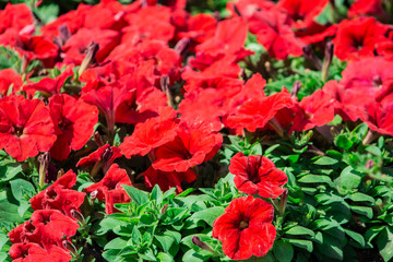 Red flower. Flower in garden at sunny summer or spring day. Flower for postcard beauty decoration and agriculture concept design. Beautiful flower in tropical garden. Colorful flower. flower pattern. 