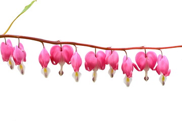 Canvas Print - Bleeding heart flower isolated on white background. Bleeding heart, Lamprocapnos spectabilis, in spring. 