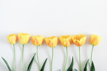 Wall Mural - beautiful composition of spring flowers. yellow tulips flowers on white background. valentine's day,