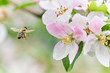 fleißige Biene Anflug auf Apfelblüte mit vielen Pollen – sammelt – bestäubt 04