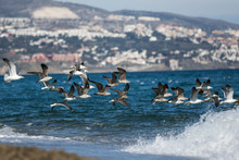 Flock Of Seagulls Flying Over The Ocean
