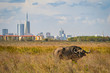 Buffalo in Nairobi national park, Nairobi skyscrapers in the background