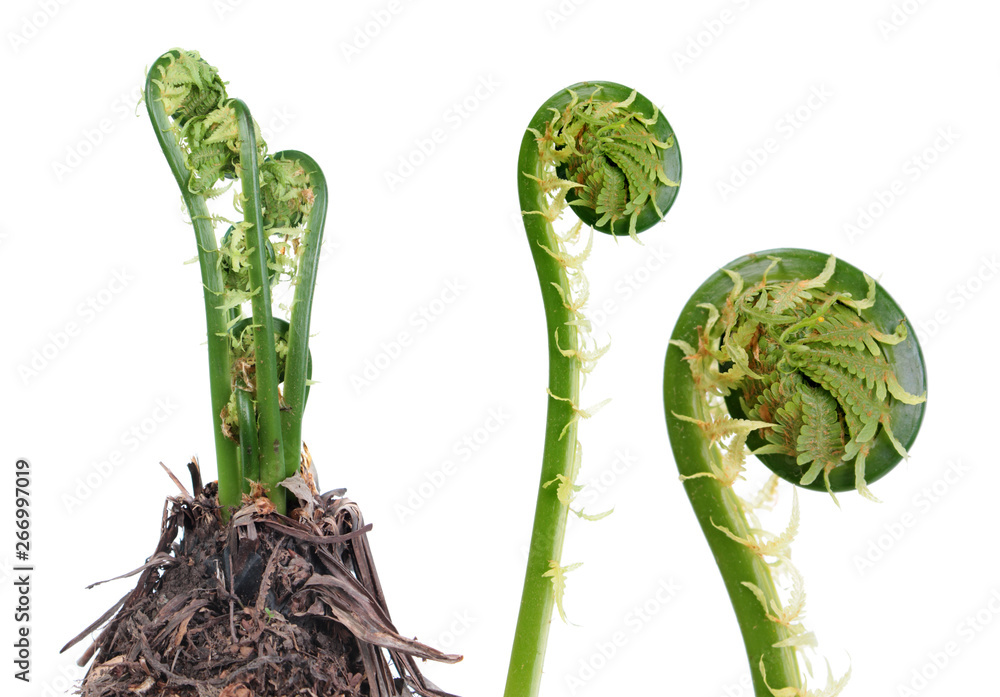 Matteuccia struthiopteris or Fiddlehead fern isolated on white background. General view of plant in early spring and young green frond - obrazy, fototapety, plakaty 