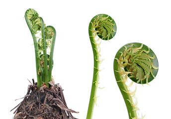 Matteuccia struthiopteris or Fiddlehead fern isolated on white background. General view of plant in early spring and young green frond