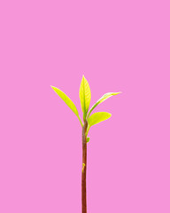 Wall Mural - Little sprout avocado tree isolated on pink background.