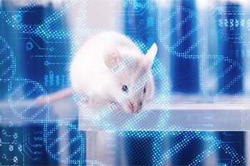 Canvas Print - White laboratory rat isolated on blue background