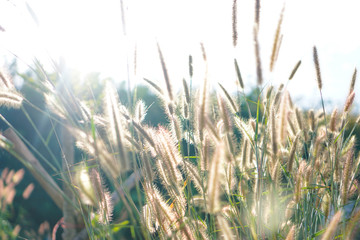 grass on background of blue sky