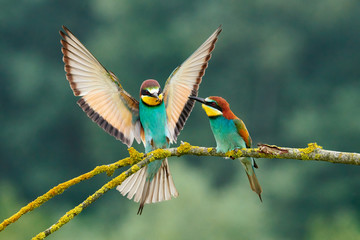 european bee-eater (merops apiaster).