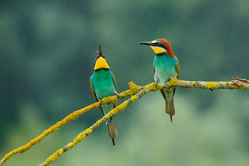 Canvas Print - European bee-eater (Merops apiaster).