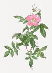 Canvas Print - Pink boursault rose